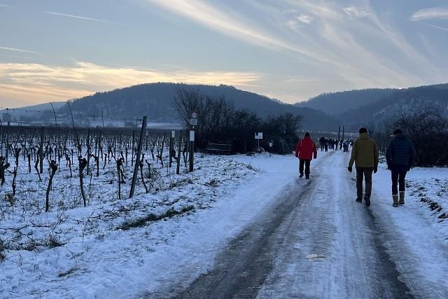 Zwei Personen spazieren auf einem verschneiten Weg zwischen Weinreben, w&auml;hrend weitere Wanderer in der Ferne zu sehen sind.